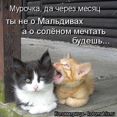 Котоматрица: Мурочка, да через месяц ты не о Мальдивах а о солёном мечтать будешь...