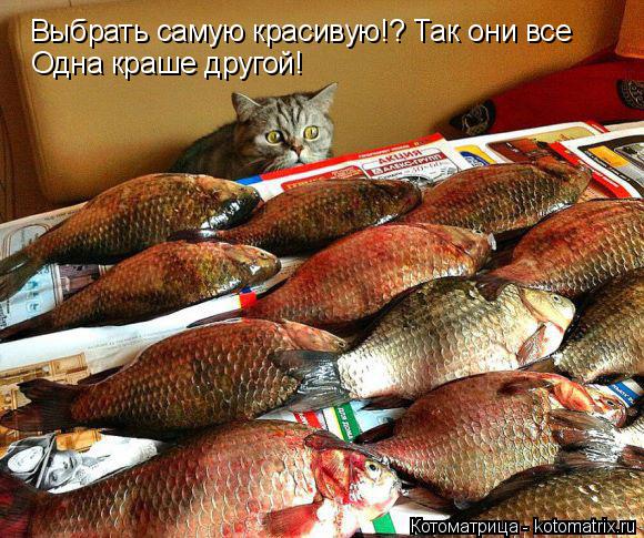 Котоматрица: Выбрать самую красивую!? Так они все Одна краше другой!