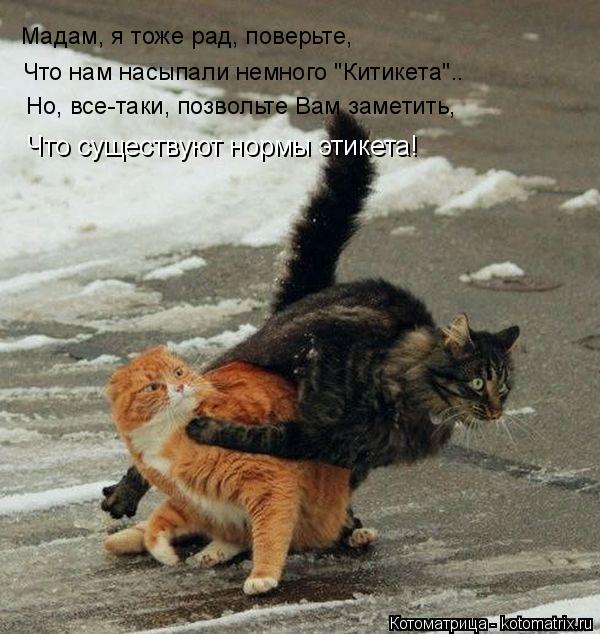 Мадам, я тоже рад, поверьте, Что нам насыпали немного "Китикета".. Но, все-таки, позвольте Вам замети... Котоматрица: Мадам, я тоже рад, поверьте, Что нам насыпали немного "Китикета".. Но, все-таки, позвольте Вам заметить, Что существуют нормы этикета!