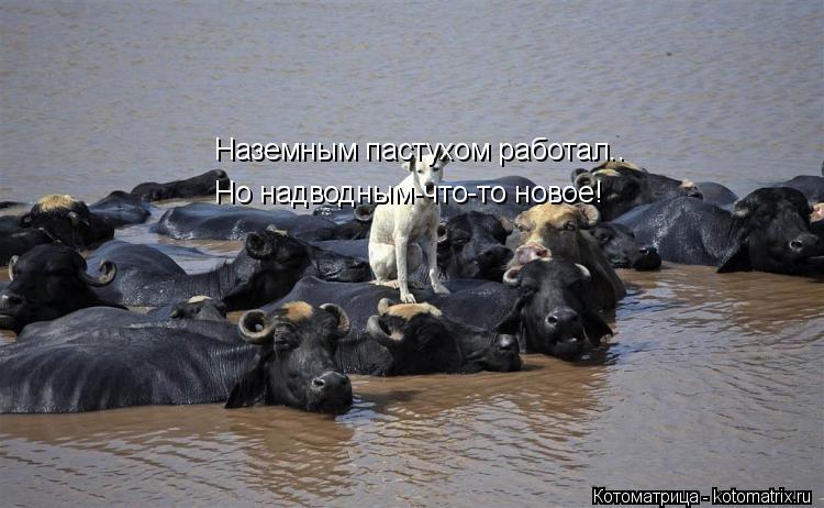 Наземным пастухом работал.. Но надводным-что-то новое!... Котоматрица: Наземным пастухом работал.. Но надводным-что-то новое!