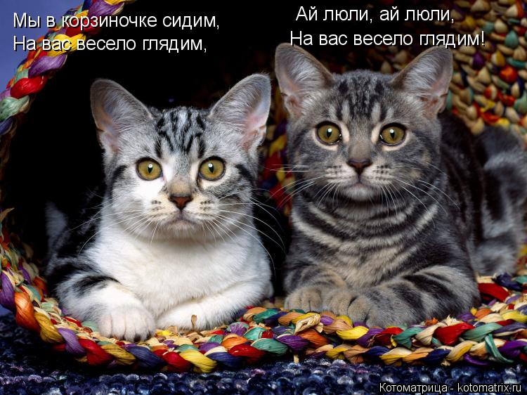 Котоматрица: Мы в корзиночке сидим,  На вас весело глядим, Ай люли, ай люли, На вас весело глядим!