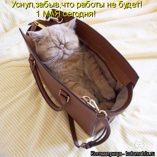Котоматрица: Уснул,забыв,что работы не будет! 1 МАЯ сегодня!