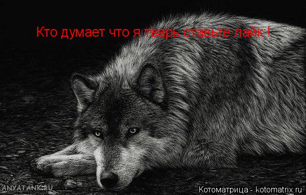 Котоматрица: Кто думает что я тварь ставьте лайк !