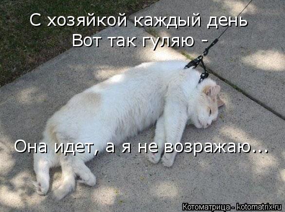 С хозяйкой каждый день Вот так гуляю - Она идет, а я не возражаю...... Котоматрица: С хозяйкой каждый день Вот так гуляю - Она идет, а я не возражаю...
