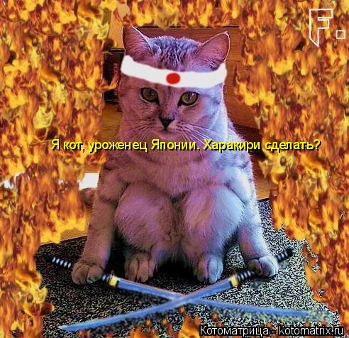 Котоматрица: Я кот, уроженец Японии. Харакири сделать?