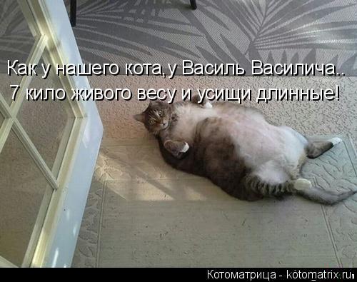 Как у нашего кота,у Василь Василича.. 7 кило живого весу и усищи длинные!... Котоматрица: Как у нашего кота,у Василь Василича.. 7 кило живого весу и усищи длинные!