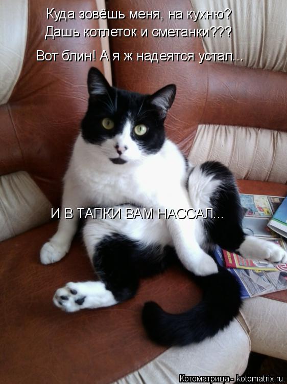 Куда зовёшь меня, на кухню? Дашь котлеток и сметанки??? Вот блин! А я ж надеятся устал... И В ТАПКИ В... Котоматрица: Куда зовёшь меня, на кухню? Дашь котлеток и сметанки??? Вот блин! А я ж надеятся устал... И В ТАПКИ ВАМ НАССАЛ...