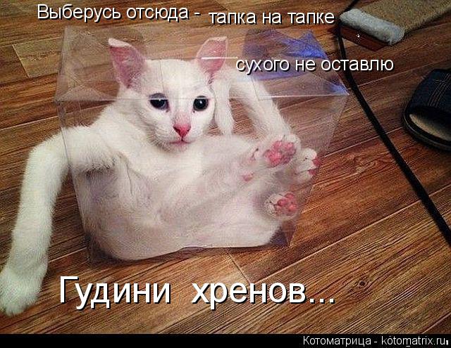 Выберусь отсюда - тапка на тапке сухого не оставлю Гудини хренов...... Котоматрица: Выберусь отсюда - тапка на тапке сухого не оставлю Гудини хренов...