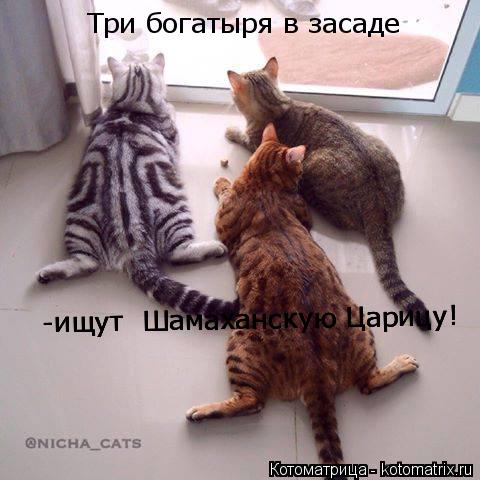 Котоматрица: Три богатыря в засаде -ищут  Шамаханскую Царицу! -ищут  Шамаханскую Царицу! -ищут  Шамаханскую Царицу!
