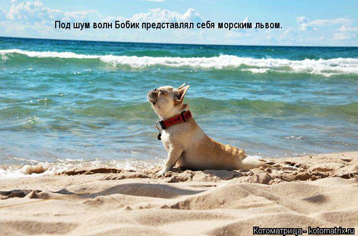 Под шум волн Бобик представлял себя морским львом.... Котоматрица: Под шум волн Бобик представлял себя морским львом.