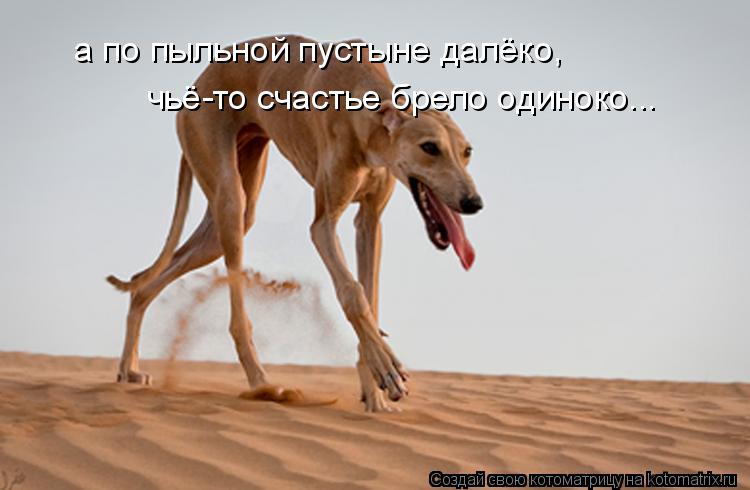 а по пыльной пустыне далёко, чьё-то счастье брело одиноко...... Котоматрица: а по пыльной пустыне далёко, чьё-то счастье брело одиноко...