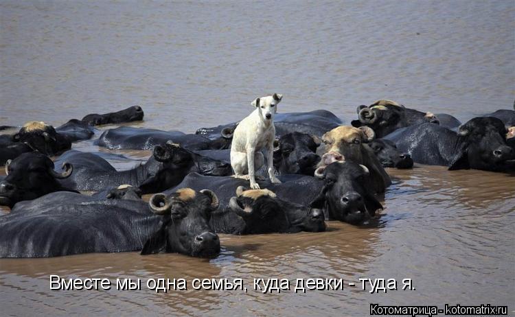 Котоматрица: Вместе мы одна семья, куда девки - туда я.