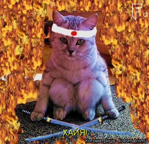 Котоматрица: - ХАЙЯ!