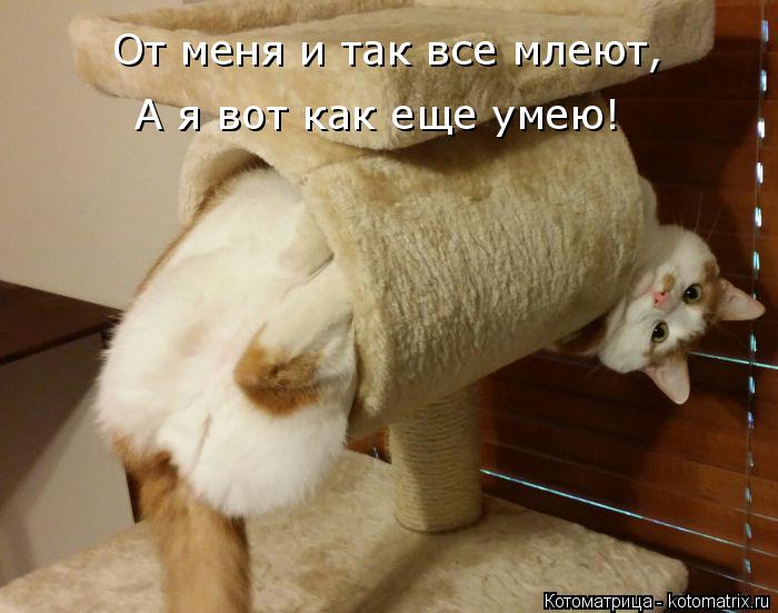 От меня и так все млеют, А я вот как еще умею!... Котоматрица: От меня и так все млеют, А я вот как еще умею!