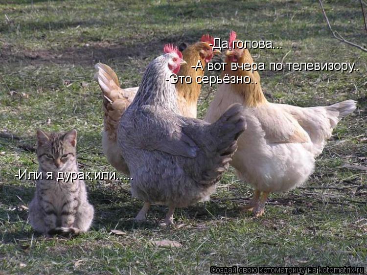 -А вот вчера по телевизору.. -Это серьёзно.. -Да,голова... -Или я дурак,или........ Котоматрица: -А вот вчера по телевизору.. -Это серьёзно.. -Да,голова... -Или я дурак,или.....