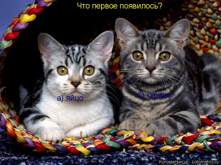 Котоматрица: Что первое появилось? а) яйцо б) курица