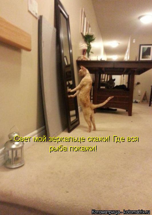 - Свет мой зеркальце скажи! Где вся рыба покажи!... Котоматрица: - Свет мой зеркальце скажи! Где вся рыба покажи!