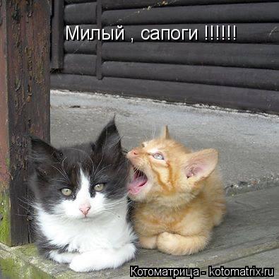 Котоматрица: Милый , сапоги !!!!!!