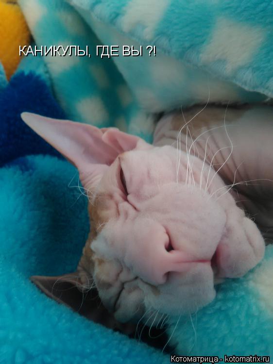 К-А-Н-И-К-У-Л-Ы, Г-Д-Е В-Ы ?! КАНИКУЛЫ, ГДЕ ВЫ ?!... Котоматрица: К-А-Н-И-К-У-Л-Ы, Г-Д-Е В-Ы ?! КАНИКУЛЫ, ГДЕ ВЫ ?!