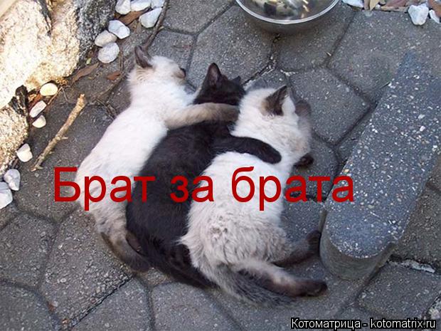 Котоматрица: Брат за брата