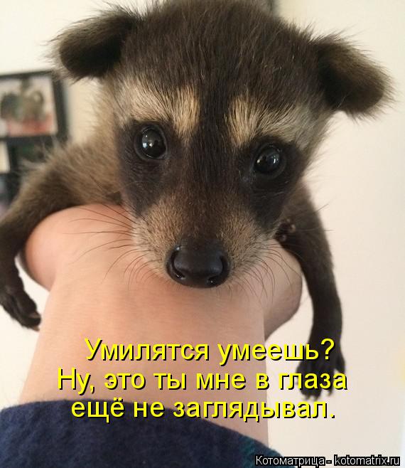 Котоматрица: Умилятся умеешь? Ну, это ты мне в глаза  ещё не заглядывал.