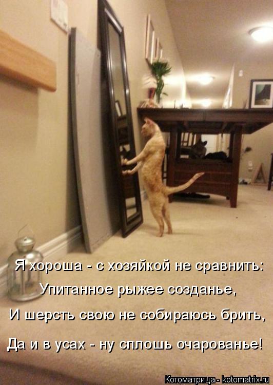 Я хороша - с хозяйкой не сравнить: Упитанное рыжее созданье, И шерсть свою не собираюсь брить, Да и в... Котоматрица: Я хороша - с хозяйкой не сравнить: Упитанное рыжее созданье, И шерсть свою не собираюсь брить, Да и в усах - ну сплошь очарованье!