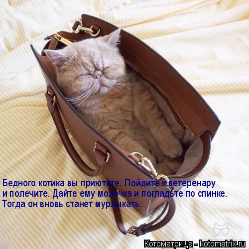 Котоматрица: Бедного котика вы приютите. Пойдите к ветеренару и полечите. Дайте ему молочка и погладьте по спинке. Тогда он вновь станет мурлыкать.