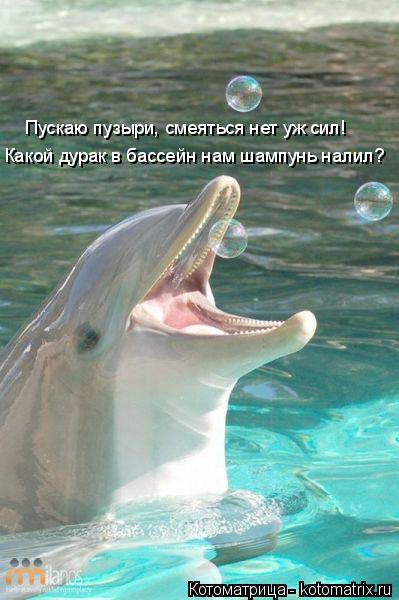 Котоматрица: Какой дурак в бассейн нам шампунь налил? Пускаю пузыри, смеяться нет уж сил!
