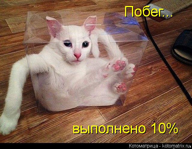 Побег... выполнено 10%... Котоматрица: Побег... выполнено 10%