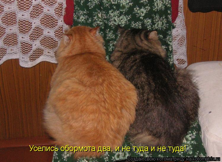 Котоматрица: Уселись обормота два, и не туда и не туда!