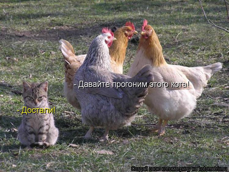 - Давайте прогоним этого кота! - Достали!... Котоматрица: - Давайте прогоним этого кота! - Достали!