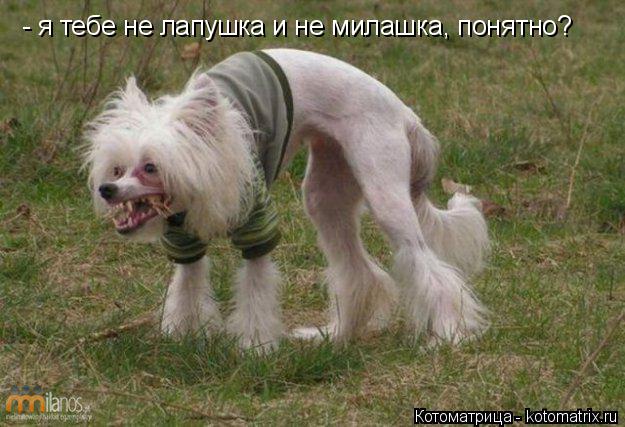 - я тебе не лапушка и не милашка, понятно?... Котоматрица: - я тебе не лапушка и не милашка, понятно?