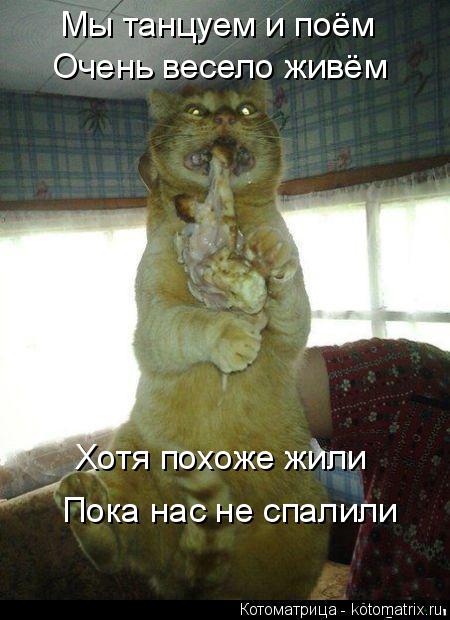 Мы танцуем и поём Очень весело живём Хотя похоже жили Пока нас не спалили... Котоматрица: Мы танцуем и поём Очень весело живём Хотя похоже жили Пока нас не спалили