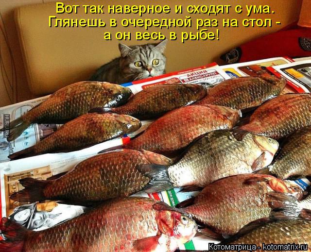 Вот так наверное и сходят с ума. Глянешь в очередной раз на стол - а он весь в рыбе!... Котоматрица: Вот так наверное и сходят с ума. Глянешь в очередной раз на стол - а он весь в рыбе!