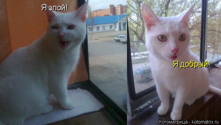 Я злой! Я добрый!... Котоматрица: Я злой! Я добрый!