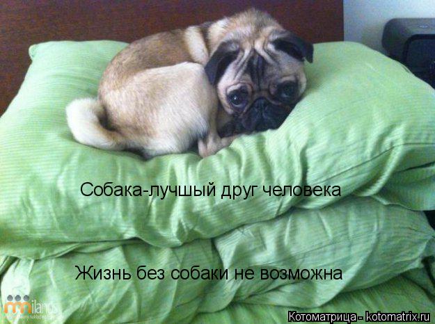 Котоматрица: Жизнь без собаки не возможна Собака-лучшый друг человека