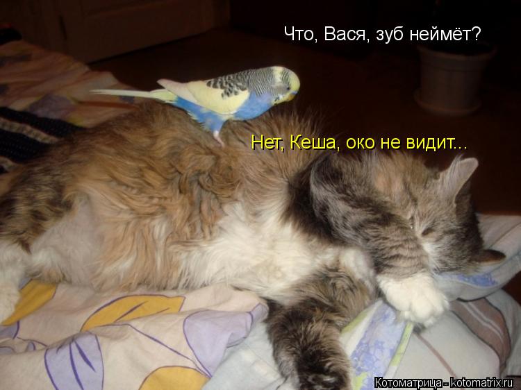 Что, Вася, зуб неймёт? Нет, Кеша, око не видит...... Котоматрица: Что, Вася, зуб неймёт? Нет, Кеша, око не видит...