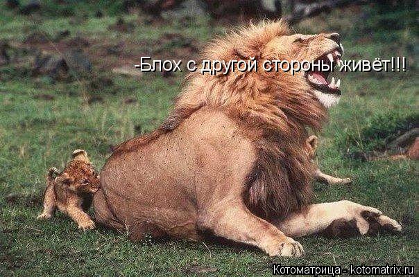-Блох с другой стороны живёт!!!... Котоматрица: -Блох с другой стороны живёт!!!
