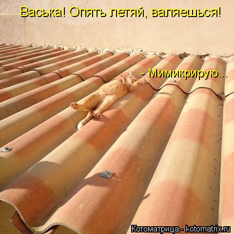 Васька! Опять летяй, валяешься! - Мимикрирую...... Котоматрица: Васька! Опять летяй, валяешься! - Мимикрирую...