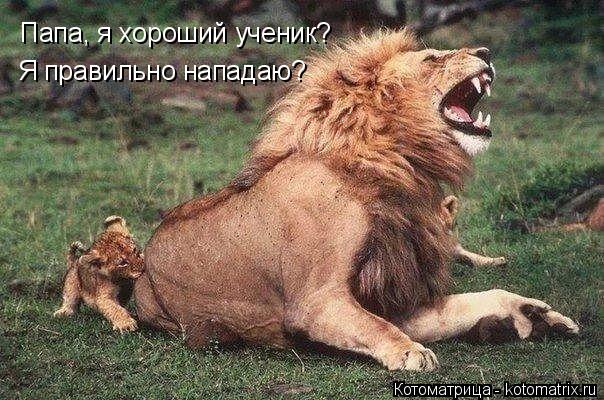 Папа, я хороший ученик? Я правильно нападаю?... Котоматрица: Папа, я хороший ученик? Я правильно нападаю?