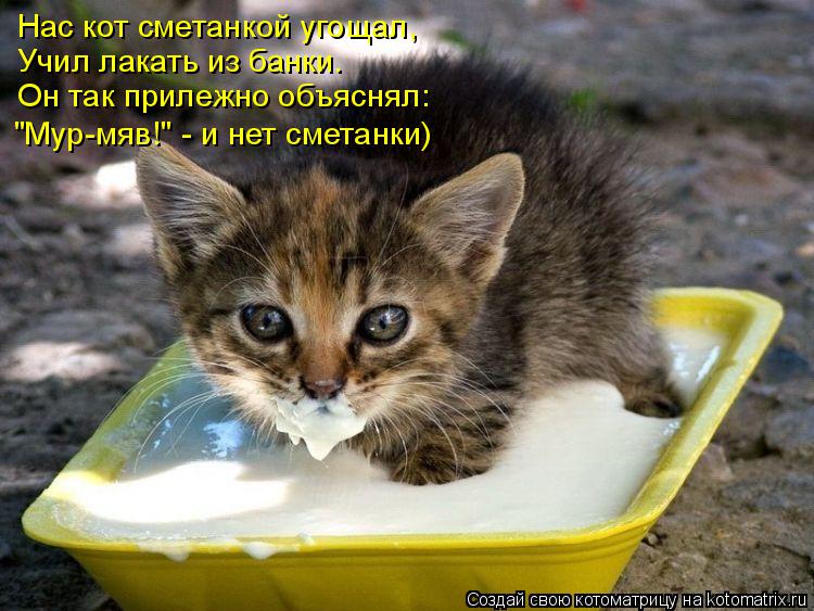 Нас кот сметанкой угощал, Учил лакать из банки. Он так прилежно объяснял: "Мур-мяв!" - и нет сметанки... Котоматрица: Нас кот сметанкой угощал, Учил лакать из банки. Он так прилежно объяснял: "Мур-мяв!" - и нет сметанки)