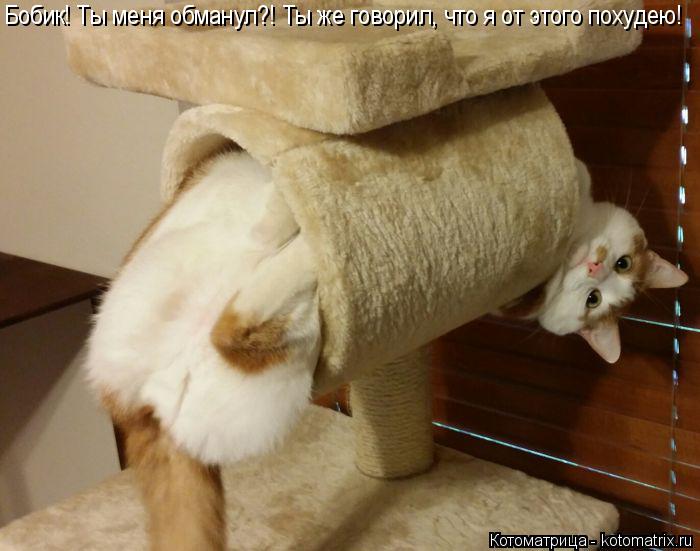 Бобик! Ты меня обманул?! Ты же говорил, что я от этого похудею!... Котоматрица: Бобик! Ты меня обманул?! Ты же говорил, что я от этого похудею!