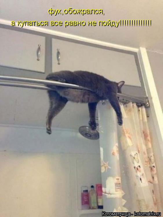 Котоматрица: фух,обожрался, а купаться все равно не пойду!!!!!!!!!!!!!!
