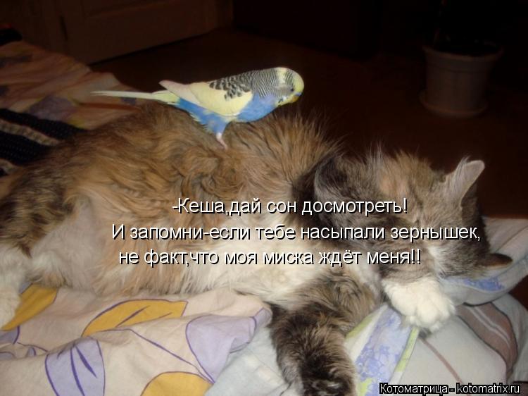 -Кеша,дай сон досмотреть! И запомни-если тебе насыпали зернышек, не факт,что моя миска ждёт меня!!... Котоматрица: -Кеша,дай сон досмотреть! И запомни-если тебе насыпали зернышек, не факт,что моя миска ждёт меня!!