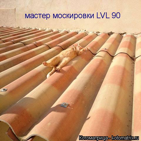 Котоматрица: мастер москировки LVL 90