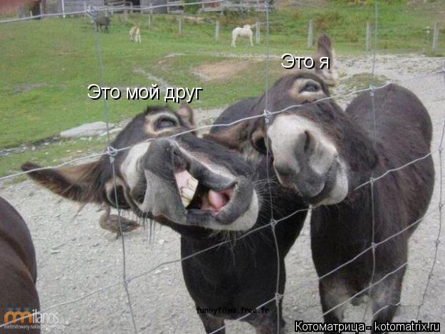 Это мой друг Это я... Котоматрица: Это мой друг Это я
