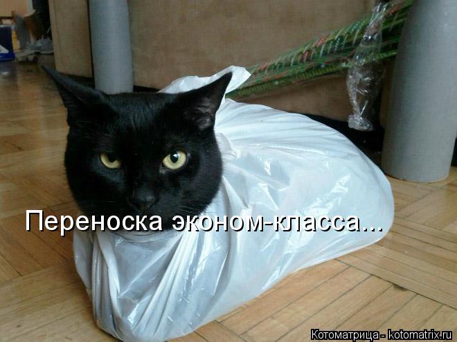 Переноска эконом-класса...... Котоматрица: Переноска эконом-класса...