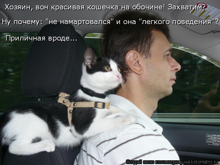 Котоматрица: Хозяин, вон красивая кошечка на обочине! Захватим? Ну почему: "не намартовался" и она "легкого поведения"? Приличная вроде...
