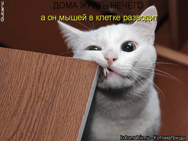Котоматрица: ДОМА ЖРАТЬ НЕЧЕГО а он мышей в клетке разводит