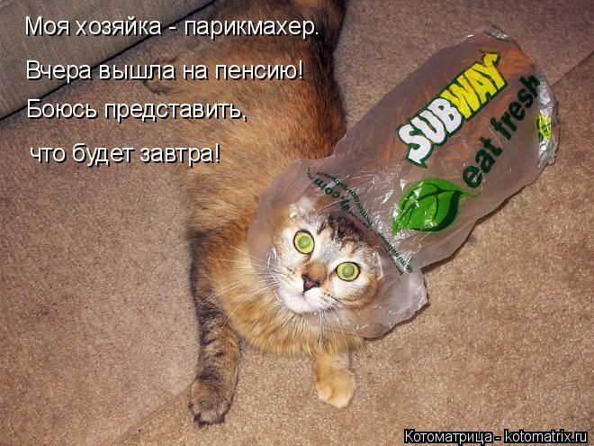 Котоматрица: что будет завтра! Моя хозяйка - парикмахер. Боюсь представить, Вчера вышла на пенсию!